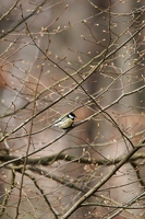 Sikorka Bogatka