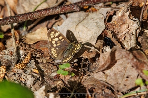 Osadnik Egeria