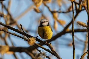 Sikorka Bogatka