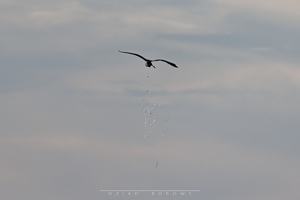 Czapla Siwa podczas... srania :)