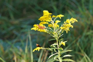 Motyle Rusałka Pawik