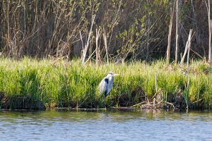 Czapla Siwa