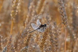 Lecicha Pospolita